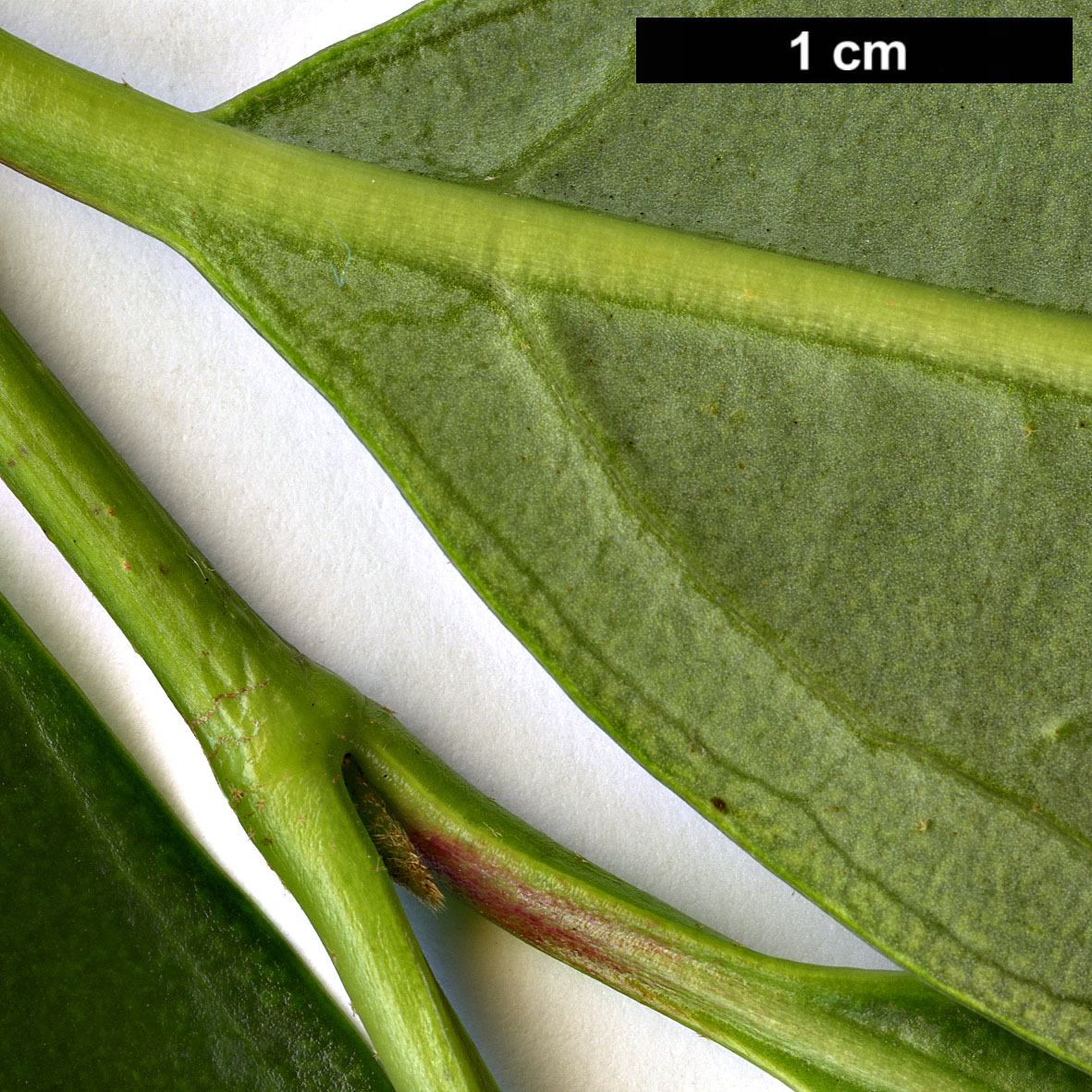 High resolution image: Family: Adoxaceae - Genus: Viburnum - Taxon: ×hillieri - SpeciesSub: 'Winton' × V.odoratissimum var. awabuki